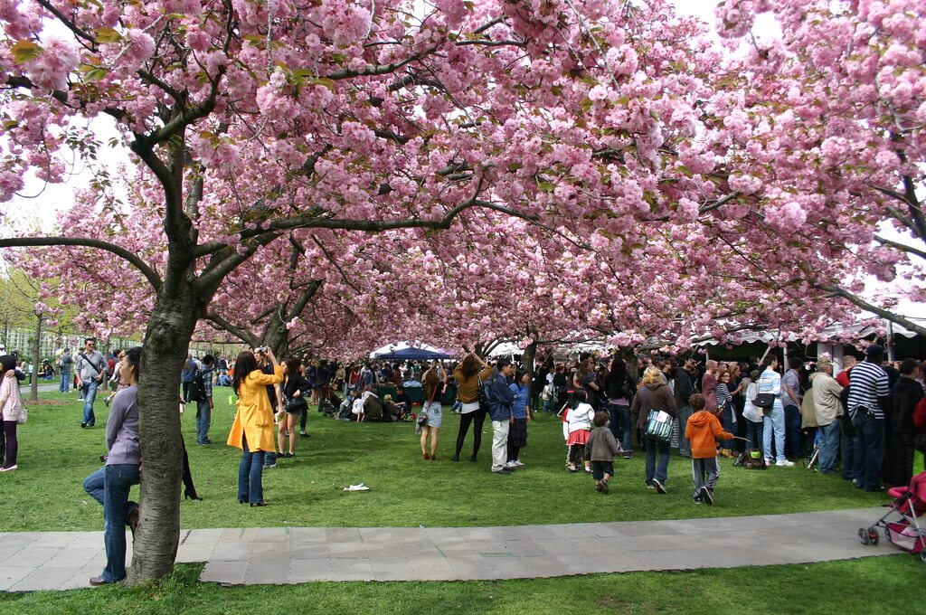 Cherry Blossom image